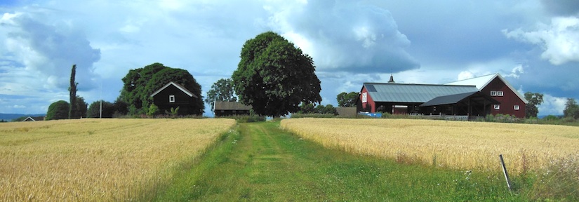 Ringnes farm from the field