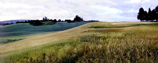 Loten wheat field