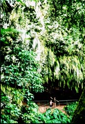 fern grotto