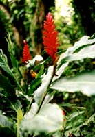 kauai flower
