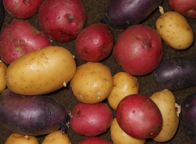 heritage potatoes